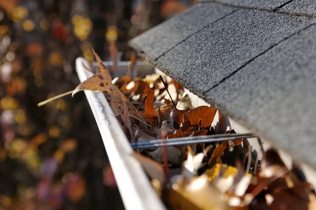 fall gutter cleaning